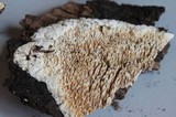 Basidioradulum crustosum image