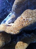 Inonotus dryadeus image