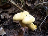 Cantharellus chicagoensis image