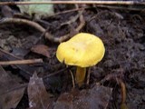 Cantharellus chicagoensis image