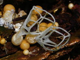 Clathrus delicatus image