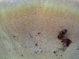 Inonotus hispidus image