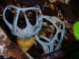 Clathrus delicatus image