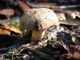 Aureoboletus auriporus image
