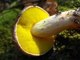 Aureoboletus auriporus image