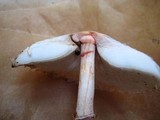 Leucoagaricus americanus image