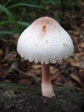 Leucoagaricus americanus image