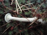Cantharellula umbonata image