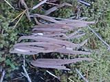 Alloclavaria purpurea image