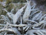 Ramalina siliquosa image
