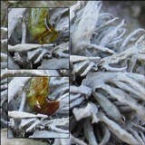 Ramalina siliquosa image