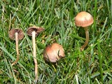 Panaeolus subbalteatus image