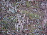 Alloclavaria purpurea image
