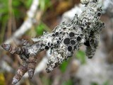 Physcia leptalea image