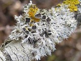 Physcia leptalea image