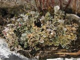 Cladonia pocillum image