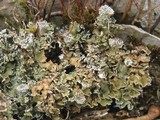 Cladonia pocillum image