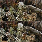 Cladonia pocillum image