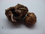 Scleroderma hypogaeum image