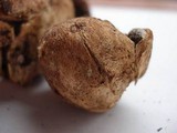 Scleroderma hypogaeum image