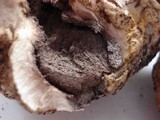 Scleroderma hypogaeum image
