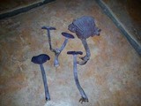 Laccaria amethystina image