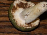 Russula heterophylla image
