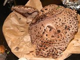 Sarcodon imbricatus image