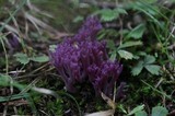 Clavaria zollingeri image