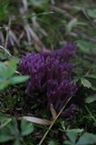 Clavaria zollingeri image