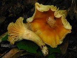 Cuphophyllus pratensis image