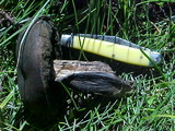 Tylopilus porphyrosporus image