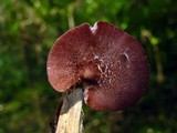 Entoloma violaceum image