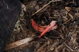 Pseudocolus fusiformis image