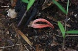 Pseudocolus fusiformis image