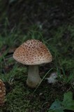 Amanita amerirubescens image