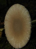 Amanita farinosa image