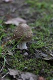 Amanita ceciliae image