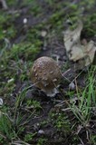 Amanita ceciliae image