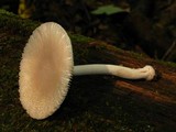 Amanita farinosa image