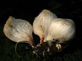 Entoloma abortivum image