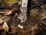 Amanita borealisorora image