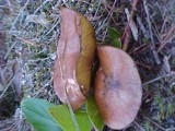 Suillus subluteus image