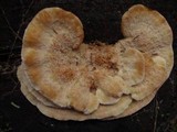 Onnia tomentosa image