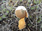 Lycoperdon marginatum image