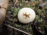 Lycoperdon marginatum image