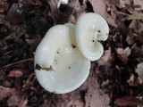 Hygrophorus eburneus image