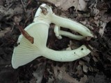 Hygrophorus eburneus image