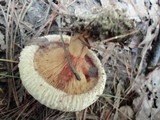 Paxillus involutus image