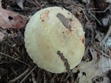 Paxillus involutus image